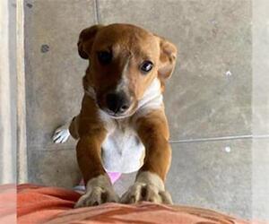 Chihuahua Dogs for adoption in San Antonio, TX, USA