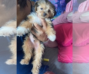 Poodle (Miniature) Puppy for sale in BRONX, NY, USA