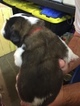 Small Photo #2 Saint Bernard Puppy For Sale in GOSHEN, IN, USA