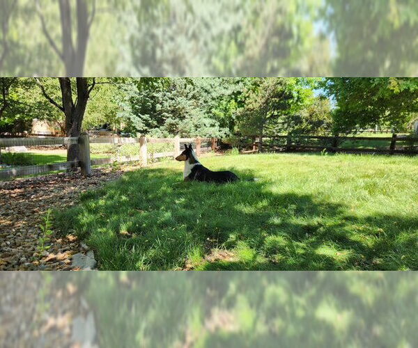 Medium Photo #3 Collie Puppy For Sale in Pueblo West, CO, USA