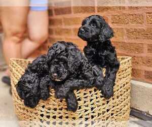 Double Doodle Litter for sale in OLD HICKORY, TN, USA