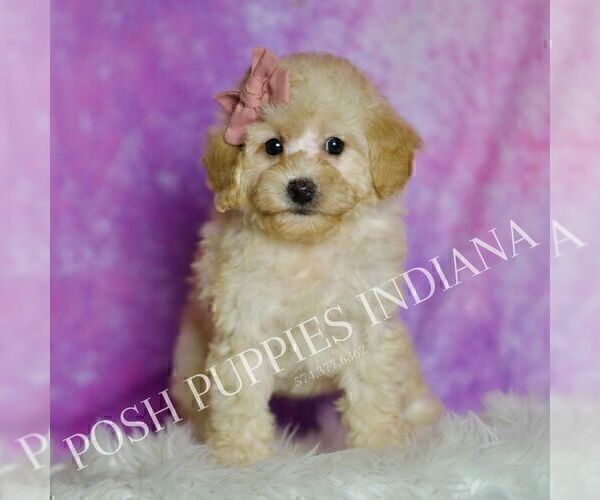 Medium Photo #65 Poodle (Miniature) Puppy For Sale in WARSAW, IN, USA