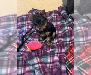 Yorkshire Terrier Puppy for sale in CERES, CA, USA