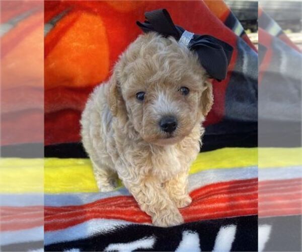 Medium Photo #3 Poodle (Toy) Puppy For Sale in MIRAMAR, FL, USA