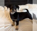 Small Photo #3 Dachshund-Labrador Retriever Mix Puppy For Sale in Anchorage, AK, USA