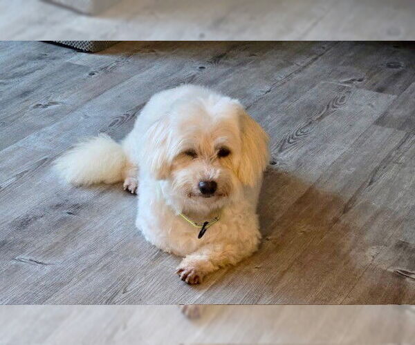 Medium Photo #3 Coton de Tulear Puppy For Sale in Fort Wayne, IN, USA
