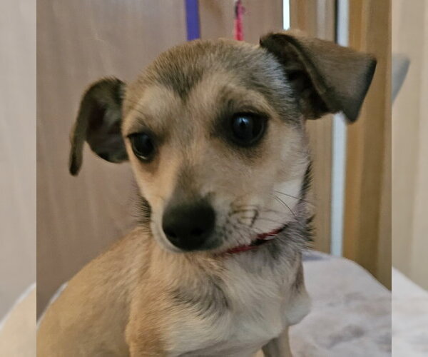 Medium Photo #1 Chihuahua-Unknown Mix Puppy For Sale in Olalla, WA, USA
