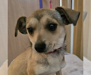 Chihuahua-Unknown Mix Dogs for adoption in Olalla, WA, USA
