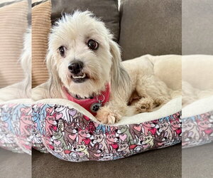 Cereza (Cherry) - Female Shih Apso Dog for Adoption - Photo #3