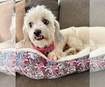 Small #2 Shih Apso