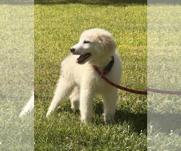 Medium Photo #2 Great Pyrenees-Unknown Mix Puppy For Sale in Yardley, PA, USA