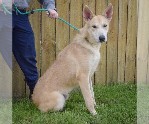 Medium Photo #4 Gerberian Shepsky Puppy For Sale in Huntley, IL, USA