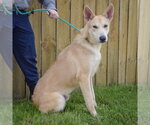 Small #3 Gerberian Shepsky