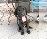 Small #2 Labrador Retriever Mix