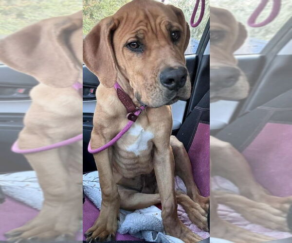 Medium Photo #2 Great Dane-Unknown Mix Puppy For Sale in Foristell, MO, USA