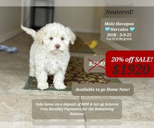 Poovanese Puppy for sale in TUCSON, AZ, USA