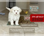 Image preview for Ad Listing. Nickname: Hercules