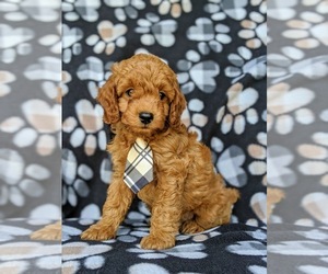 Cock-A-Poo Puppy for sale in NOTTINGHAM, PA, USA