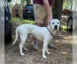 Small #3 American Pit Bull Terrier
