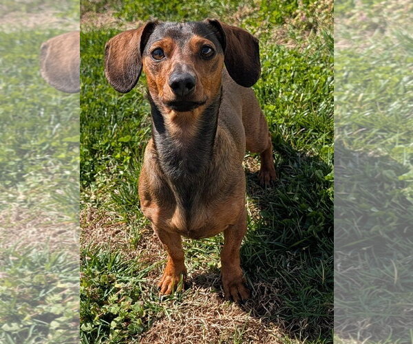 Medium Photo #4 Dachshund Puppy For Sale in Shelbyville, TN, USA