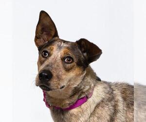 Mutt Dogs for adoption in Santa Maria, CA, USA