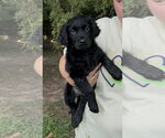 Small #3 Colonial Cocker Spaniel Mix