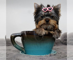 Image preview for Ad Listing. Nickname: Micro Cherry