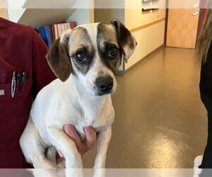 Chihuahua-Unknown Mix Dogs for adoption in Santa Maria, CA, USA