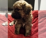 Small Photo #1 Bordoodle Puppy For Sale in CLEARFIELD, UT, USA