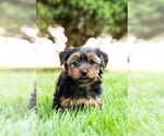 Small Photo #3 Yorkshire Terrier Puppy For Sale in NAPPANEE, IN, USA