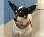 Small #1 Chihuahua Mix