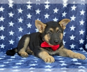German Shepherd Dog Puppy for sale in LANCASTER, PA, USA
