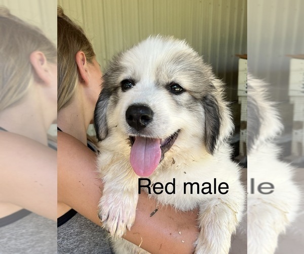 Medium Photo #18 Great Pyrenees Puppy For Sale in KIRBYVILLE, MO, USA