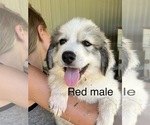 Small Photo #18 Great Pyrenees Puppy For Sale in KIRBYVILLE, MO, USA