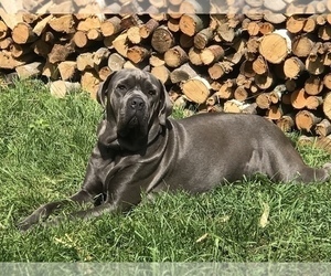 Mother of the Cane Corso puppies born on 03/26/2023