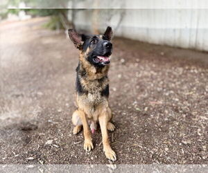 German Shepherd Dog Dogs for adoption in San Diego, CA, USA