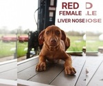 Puppy Red Rhodesian Ridgeback