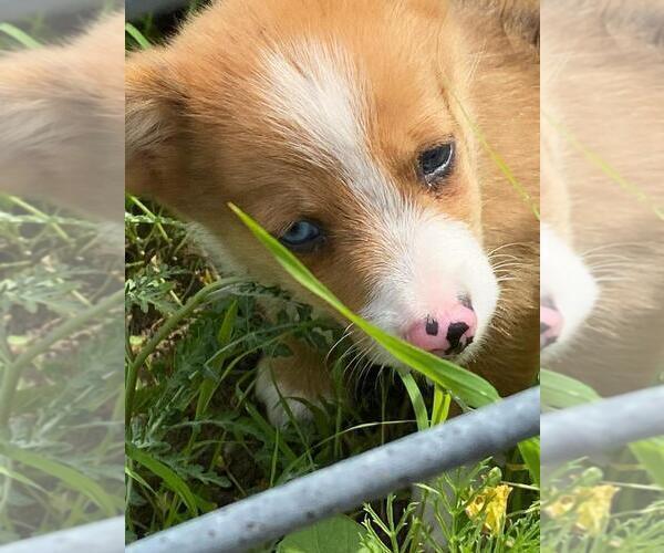 Medium Photo #4 Aussie-Corgi Puppy For Sale in BRIGGSDALE, CO, USA