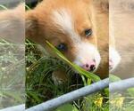 Small #3 Aussie-Corgi
