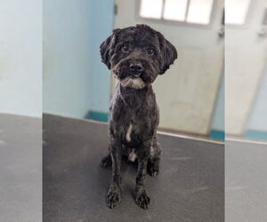 Mutt Dogs for adoption in Minneapolis, MN, USA