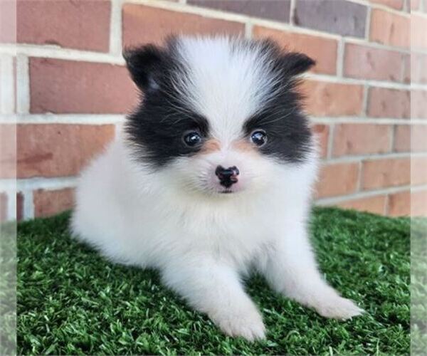 Medium Photo #31 Pomeranian Puppy For Sale in ALPHARETTA, GA, USA