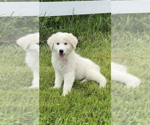 Great Pyrenees Puppy for Sale in CANOGA, New York USA