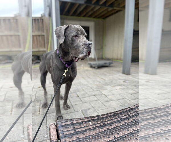 Medium Photo #3 Mastiff-Unknown Mix Puppy For Sale in Derwood, MD, USA