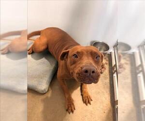 American Pit Bull Terrier Dog for Adoption in Mobile, Alabama USA