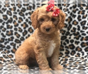 Cockapoo Puppy for sale in LAKELAND, FL, USA