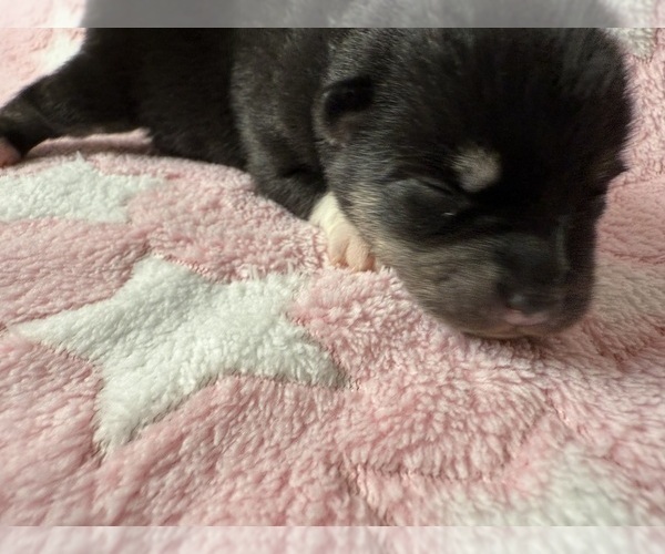Medium Photo #7 Pomsky-Shiba Inu Mix Puppy For Sale in NASHUA, NH, USA