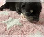 Small #6 Pomsky-Shiba Inu Mix