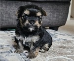 Small #8 Yorkshire Terrier