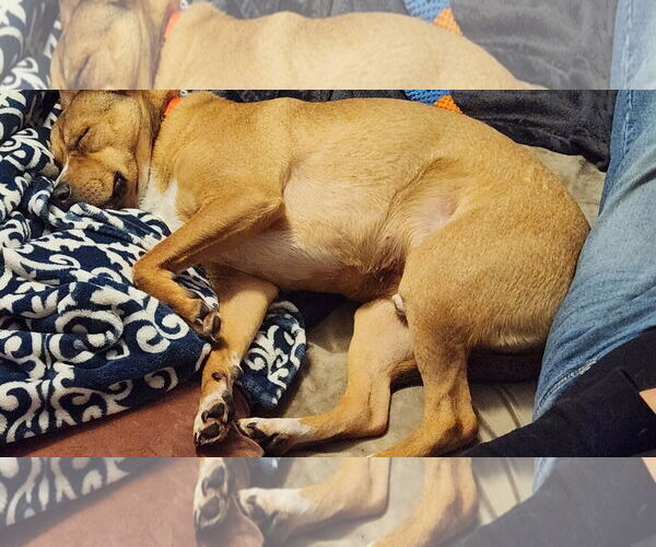 Medium Photo #9 Labrador Retriever-Unknown Mix Puppy For Sale in Doylestown, PA, USA