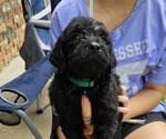 Puppy TChalla Goldendoodle